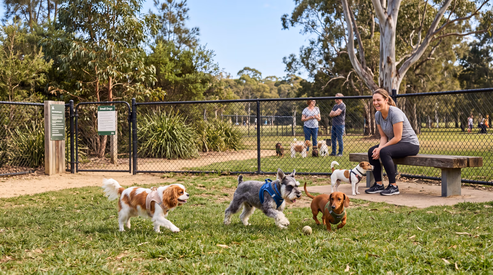 Cavalier, schnauzer and dachshund playing in a dedicated small-dog area at a fenced park