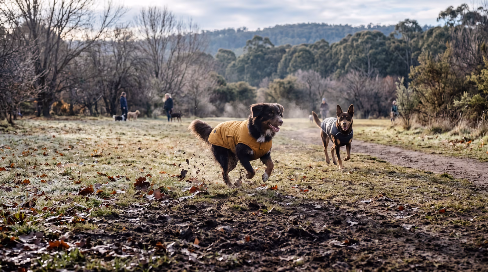 Dogs in winter coats charging across a frosty off-leash field